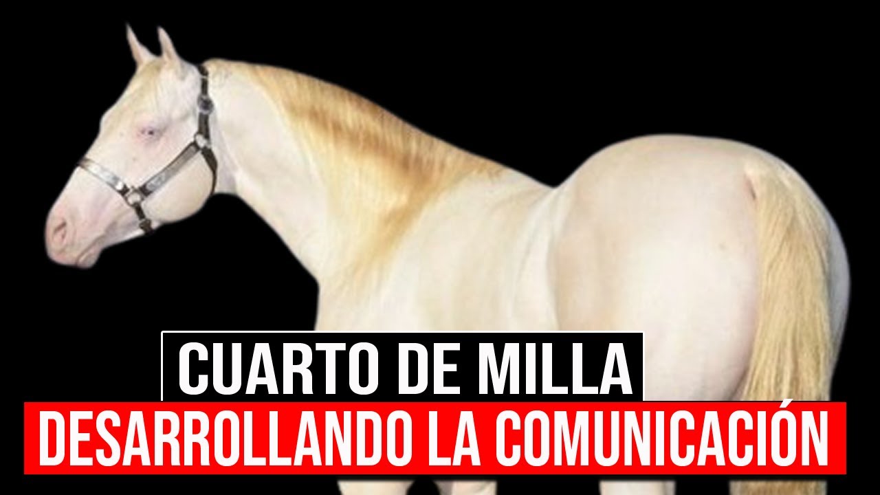 Desarrolla Una Conexi n nica Con Tu CABALLO CUARTO DE MILLA YouTube desarrolla-una-conexi-n-nica-con-tu-caballo-cuarto-de-milla-youtube