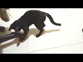 Cat versus Cockroach || Cockroach vs the most stupid cat 😹😸