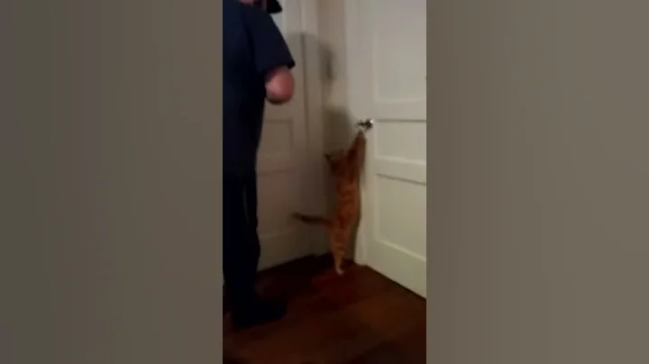 Smart kitty