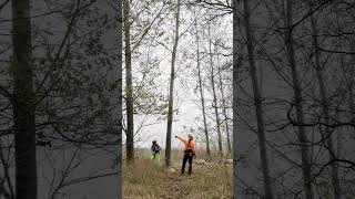 Using a wedge to fell a tree