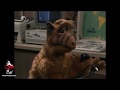 Alf se convierte en Lider de Patrulla Vecinal