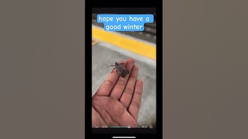 RIP GERALD IN THE COMMENTS #song #music #death #sad #bug #insect #trainstation #rip #commentbelow