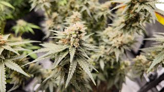 SEEDS EVERYWHERE. Purple Haze×Purple Kush Breeding Tent Update.#grow #breeding #weed