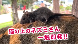 🐭さん、危険なヒッチハイクをする…