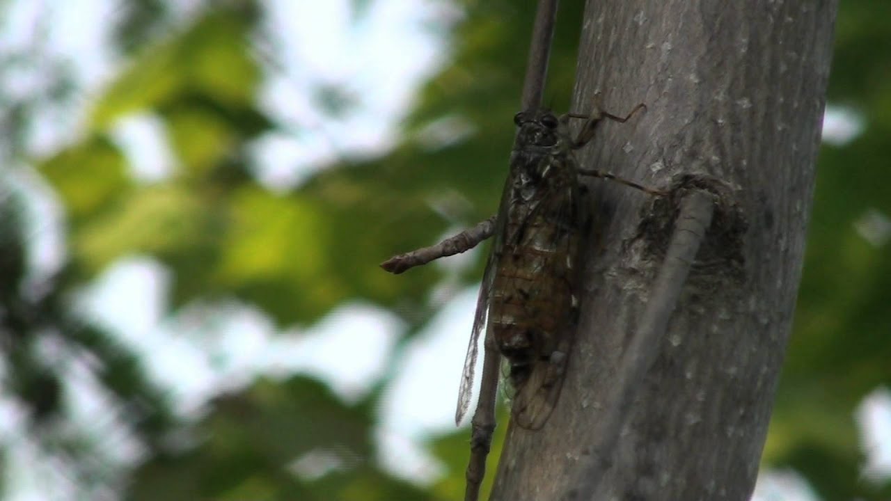 色々な セミ がいますね 夏の訪れも 秋の訪れも そして夏の終わりも感じさせてくれるんですね 心に残る映像探し おもしろ動画おまとめsite 色々な セミ がいますね 夏の訪れも 秋の訪れも そして夏の終わりも感じさせてくれるんですね 心に残る映像探し おもしろ動画おまとめsite