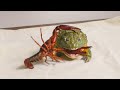 Giant African Bullfrog Meets The Crayfish.