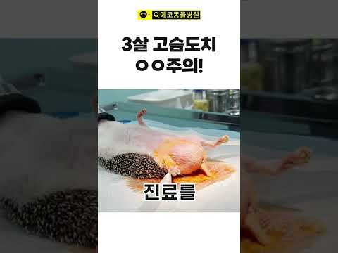   3살 고슴도치가 자주 걸리는 질병 고슴도치키우기 고슴도치병원 고슴도치종양