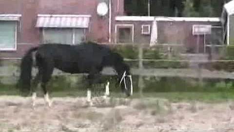 Dutch Harness Horse stallion Geronimus
