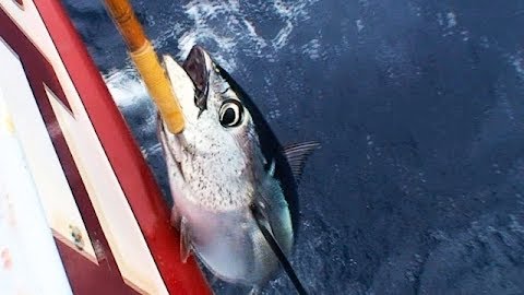 Bluefin Baby! Wide Open Tuna Bite in Baja