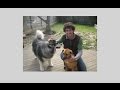 Dog Behavior Problems & What You Should Do About It? Correct Bad Dog Behavior Dog Behavior Problems & What You Should Do About It? Correct Bad Dog Behavior