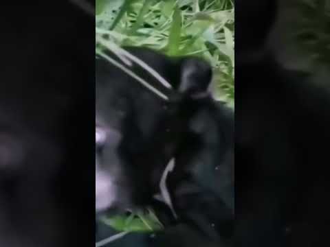 Бывают в жизни страшные моменты на которые лучше даже не смотреть!👀👀👀