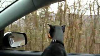 A Min Pin on Skyline Drive