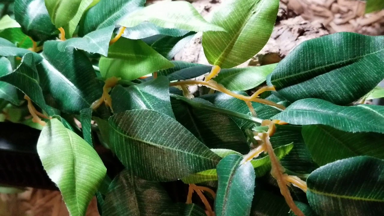 camera iphone 8 plus apk meet my baby corn snake, Houdini