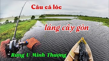 Câu cá lóc rừng U Minh Thượng #huukhuynhkiengiang (tập 205)