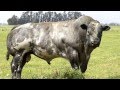 Belgian Blue Cows -- evidence of 'de-volution'