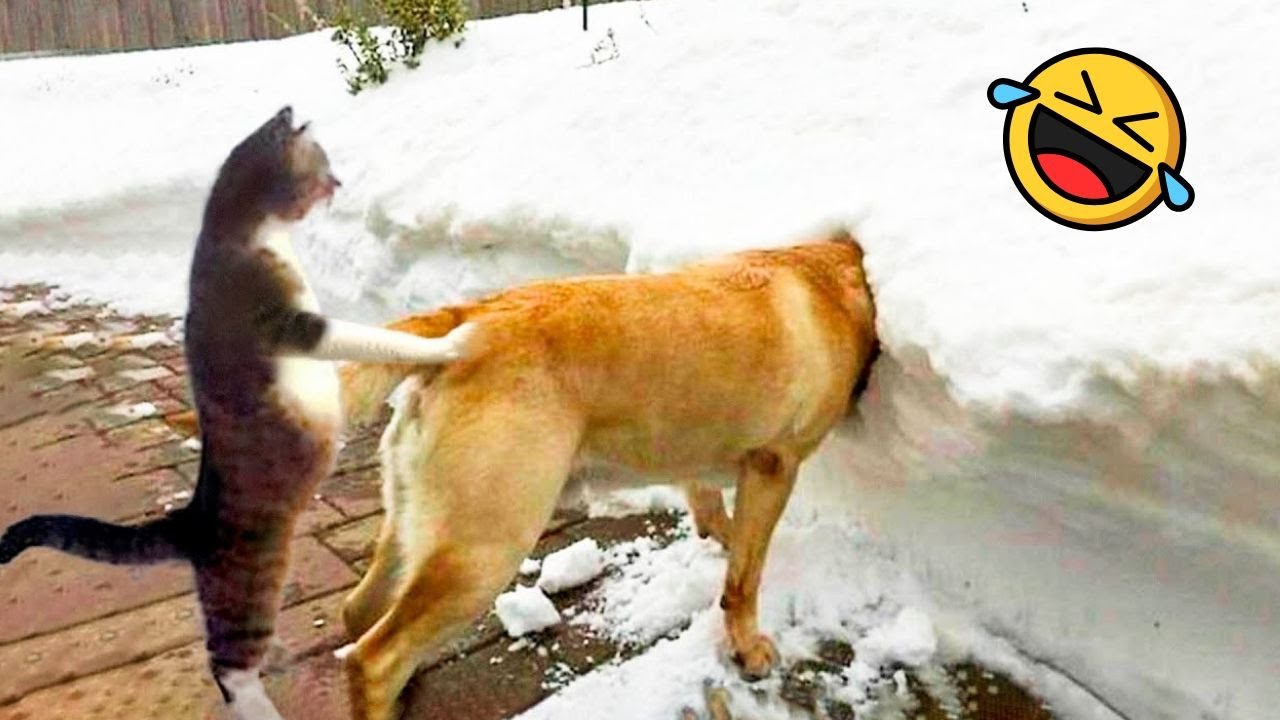 Funny Animal Moments #12 | This is why I love animals! 🐾