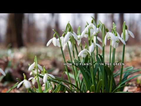 Planting Snowdrops 'In the Green'