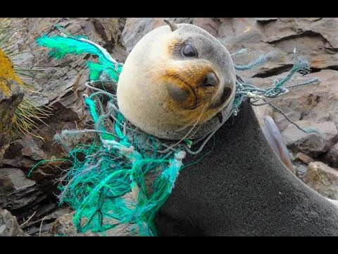 Watch: Plastic trash makes diseases worse for corals