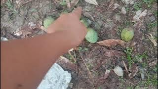 MENGAMBIL BUAH MANGGA KUINI DI DEPAN RUMAH