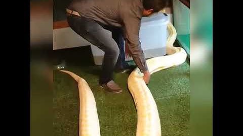 HANDLING AN ADULT BURMESE PYTHON