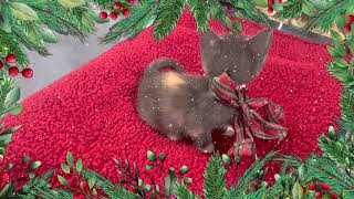 McAllen Holiday Pet Parade 2022