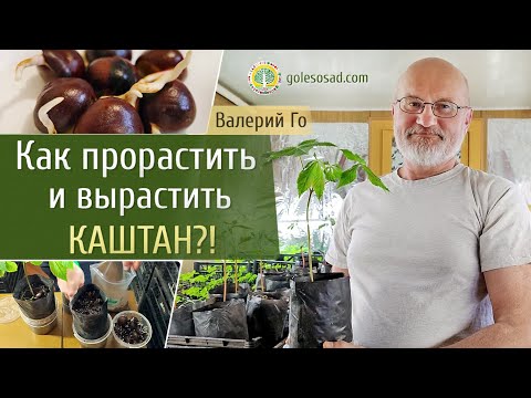 Видео: Можно ли выращивать конские каштаны в горшках: выращивание деревьев конского каштана в горшках