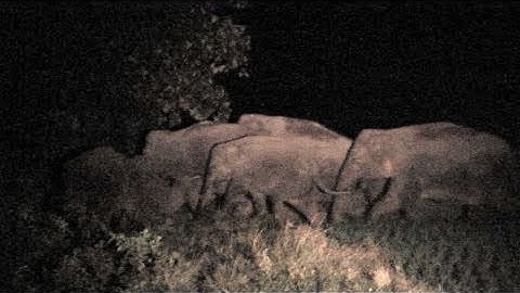 Crop Raiding Elephants: Preventing Human-Elephant Conflict in Southern Sumatra