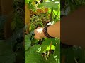 Chickpeas, Food Forest Urban Gardening
