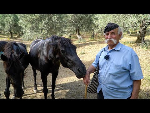 Βίντεο: Διάπλατα! Οδοντική υγιεινή για άλογα