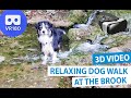 3D Virtual Dog Walk at the Brook - Dog Watch VR180