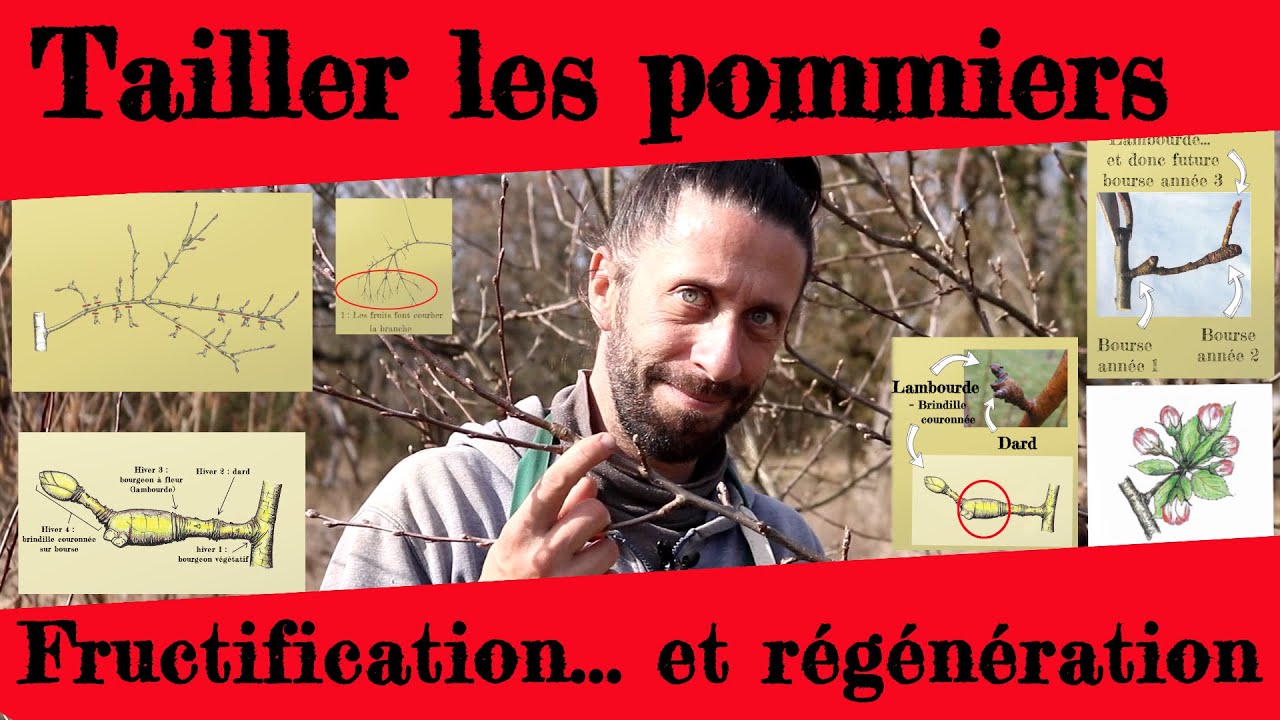 La Fructification Animation Bien comprendre la taille de fructification. - YouTube