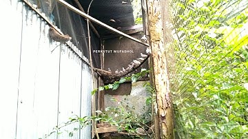 KANDANG AVIARY - PERKUTUT LOKAL INI BERASAL DARI BLORA || ZEBRA DOVE@perkututmufadhol