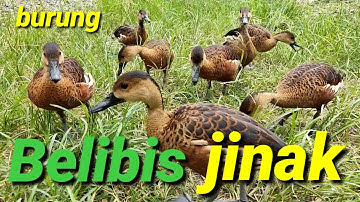 Burung belibis sangat jinak dan respon siulan @Bayhaqi petualang