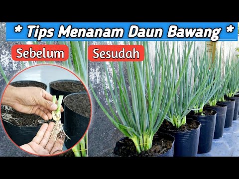 Resep Menanam Daun Bawang||Anti Busuk