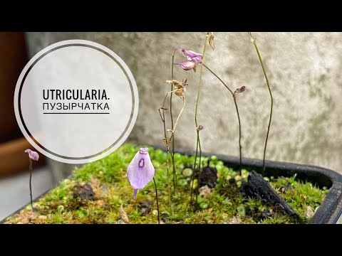 Utricularia. Пузырчатка. Хищные растения.