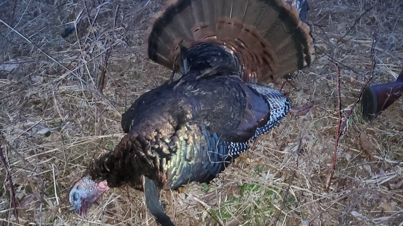 Wisconsin Public Land Turkey Hunt 2020 (Spot and Stalk!) YouTube