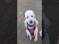 11往復走るの楽しいワン🐩