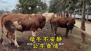 母牛到栏里不安静，牵出来查下情，没想到公牛那么高调