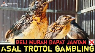 DARI MANA ASALNYA TROTOL GAMBLING‼️APA BENAR BELINYA MURAH BISA DAPAT JANTAN‼️
