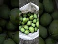 Mini Vlog -2 (Total Kitne Aam?) #mango #minivlog #vlogger