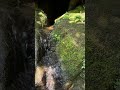Mossy Stream Over Stone | Real Nature,No Talking 24 #forestsounds #healingnature #deepforest