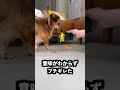 棒でさしても中の人形に穴が空かない箱にスライムを入れれば棒につかないはず！