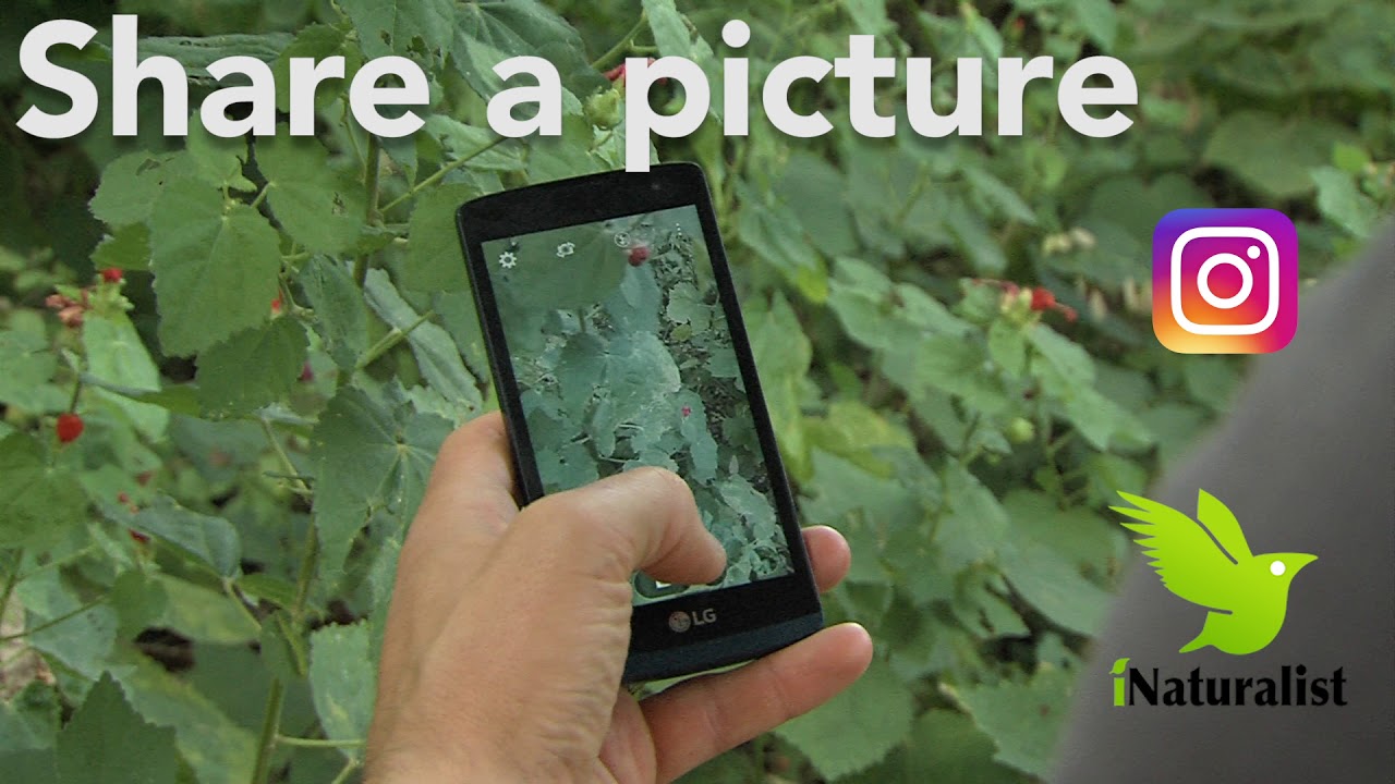 Bee a part of the Texas Pollinator BioBlitz