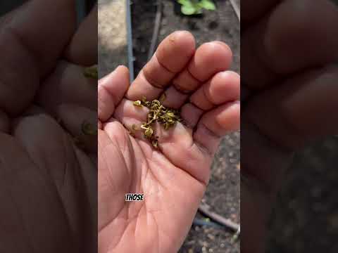 Video: Calendula og insekter: Lær om almindelige skadedyr i Calendula-blomster