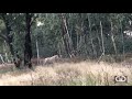 Alpha males defending territory at gg lion sanctuary