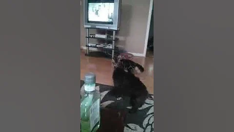 Watch the video about Maine Coon Kitten and Fat Cat Fight