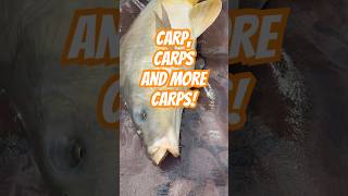 Multiple Carp Catches in the Netherlands 🇳🇱 Real fishing vibes #CarpFishing #DutchFishing #Shorts