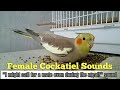 Female Cockatiel SOUND MEANINGS 🌹 Cockatiel Sounds