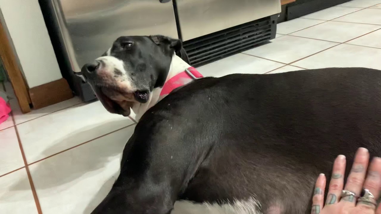 Pregnant Great Dane Puppies Kicking YouTube