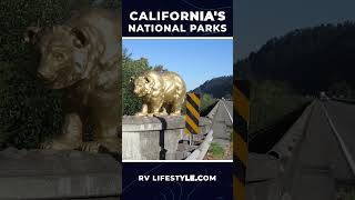 Natural Giants at Redwood National Park
